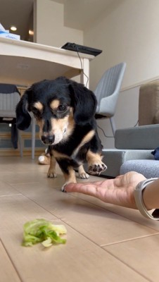 前足を飼い主の手のひらに置く犬