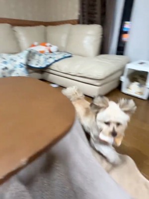 ハンカチをくわえる犬