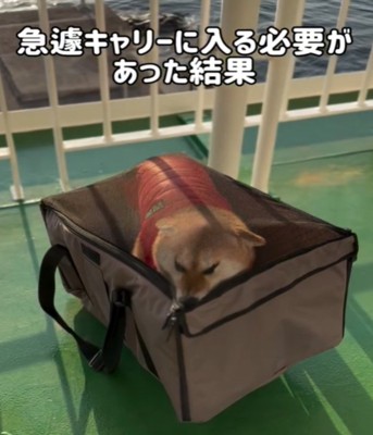 ドライブボックスに入る犬