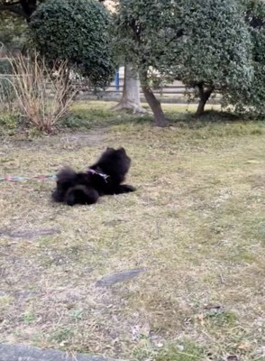 「思うがままに楽しんでいたい」