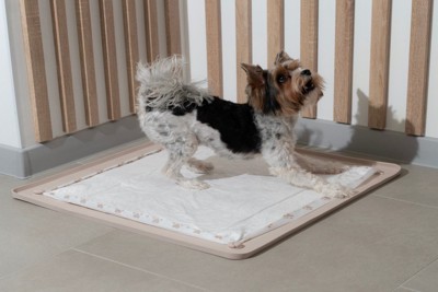 ペットシートに乗る犬