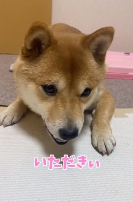 おやつを食べるはなちゃん