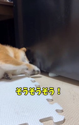 実践するはなちゃん