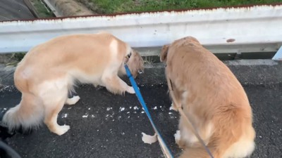 地面の匂いを嗅ぐのに夢中の2匹