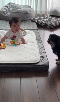 赤ちゃんとワンちゃんの初対面2