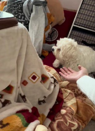 「おやつないなら用はない」