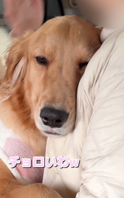 安心した様子の大型犬