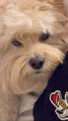 ガンを飛ばす犬アップ