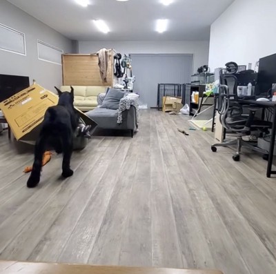 ダンボールから出てくる飼い主