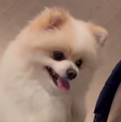 肉を凝視する犬の顔
