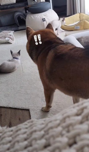 誇らしげなティーくん♪