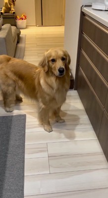 引き出しを閉められて悲しそうな表情をする犬