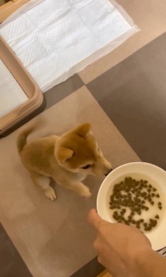 えだまめ君の初めての「待て」5