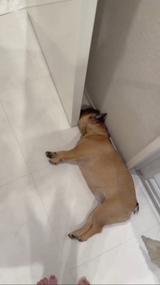 ドアと壁の隙間に顔を挟むフレブル