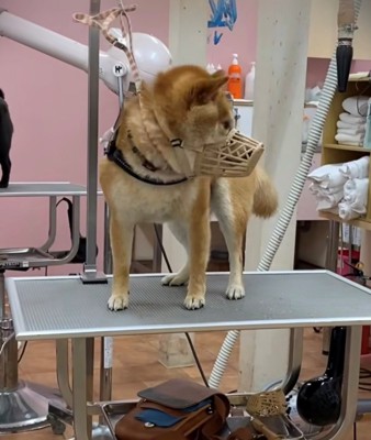 トリミング台の上で口輪をつけた犬