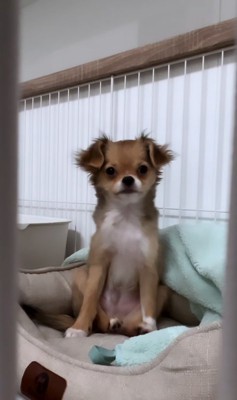 家族になって間もない頃の子犬