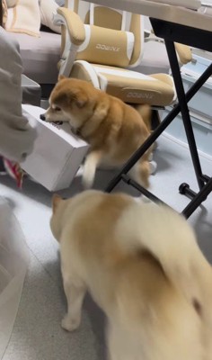 ドッグフードの取り合いに！