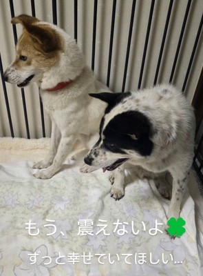 左の方へ視線を向ける2頭の犬