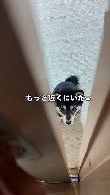 数歩近づいた状態で座る豆柴