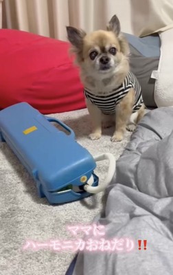 うるうるの瞳でおねだり