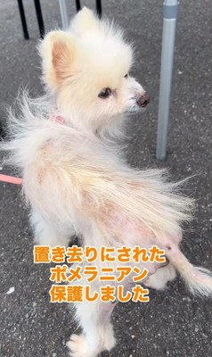 置き去りにされたルナちゃん2