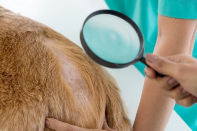 虫眼鏡で見る犬の皮膚