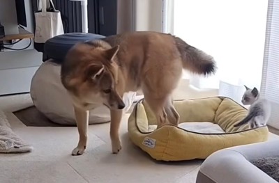 犬がベッドを出る瞬間