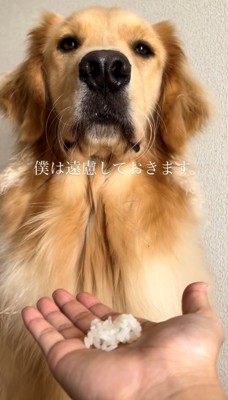 胸を張る犬