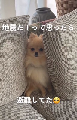 クッションにはさまるぽんちゃん