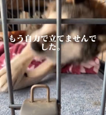 立ちあがろうとする犬