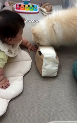赤ちゃんと小型犬