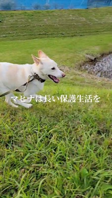 原っぱを駆け回る犬