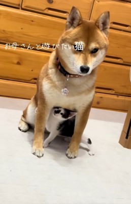 楽しそうなぱんくん