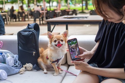 犬の写真を撮る人