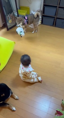 ぬいぐるみを持ってきた!