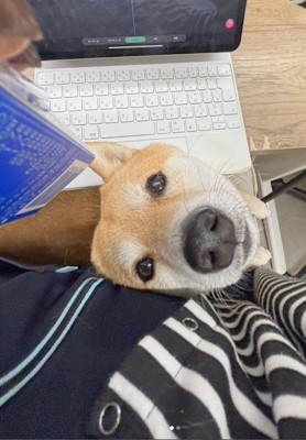 膝の上から投稿者を見上げる豆柴