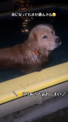 夜のプールで遊ぶ犬