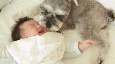 鳴く赤ちゃんのにおいを嗅ぐ犬