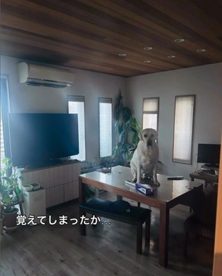 まさかの場所にいるレトちゃん5