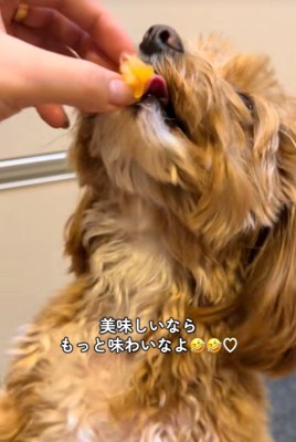 みかんを食べるこあ君3