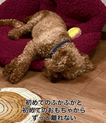 クッションが好きなイオくん