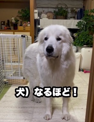 納得するドレミちゃん