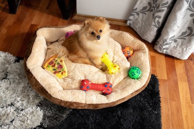 寝床におもちゃを持ち込んで満足そうな犬