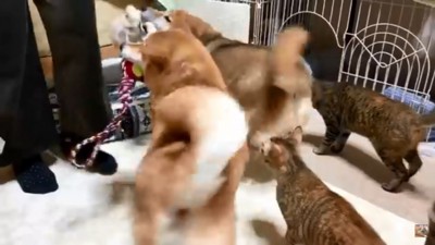 大喜びの犬猫たち