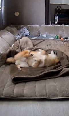 毛布に包まるころ君4