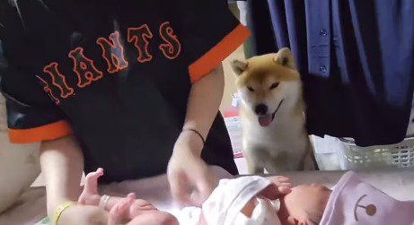 あかちゃんの世話をする女性を見つめる犬