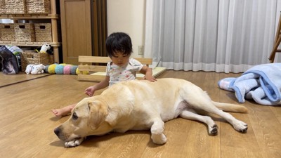 お疲れ気味で眠そうなゴンちゃん