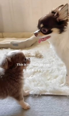 うにちゃんとつぶちゃんの1年間6