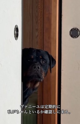 和室の中を確認する大型犬