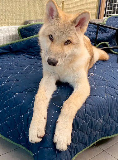 カメラを見つめて首をかしげる子犬